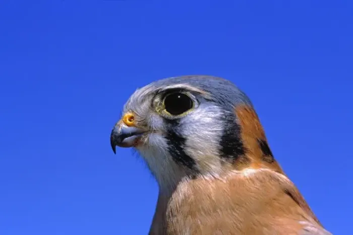 Framed Print : USA, Arizona. The American Kestral is an adaptable little falcon measuring between 9 and 12 inches Framed Print : USA, Arizona. The American Kestral is an adaptable little falcon measuring between 9 and 12 inches