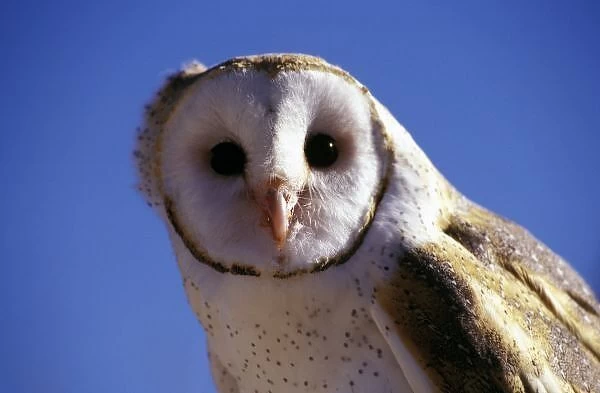 USA, Arizona, Arizona-Sonara Desert Museum. Barn Owl