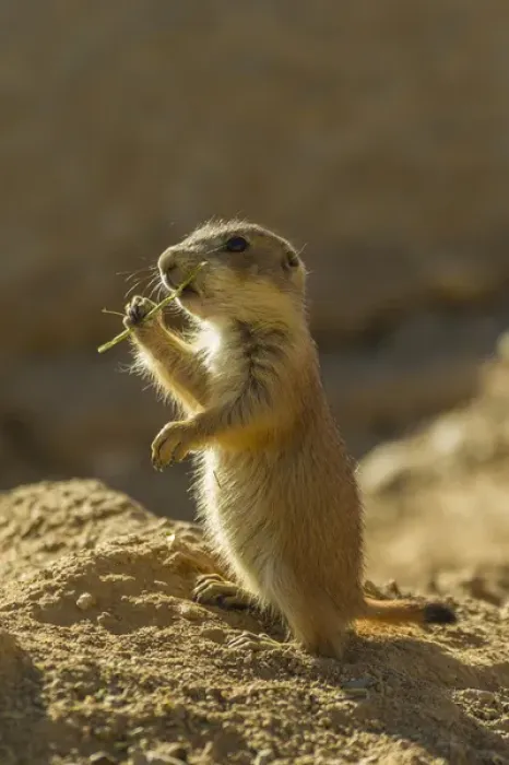Framed Print : USA, Arizona, Arizona-Sonora Desert Museum. Black-tailed prairie dog pup eating grass Framed Print : USA, Arizona, Arizona-Sonora Desert Museum. Black-tailed prairie dog pup eating grass