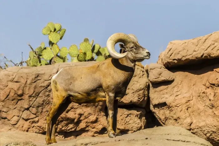 Framed Print : USA, Arizona, Arizona-Sonora Desert Museum. Desert bighorn ram. Credit as: Cathy