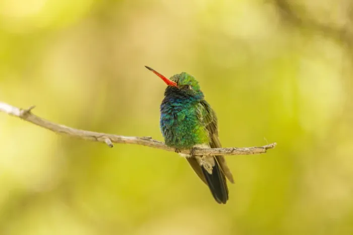 Framed Print : USA, Arizona, Arizona-Sonora Desert Museum. Male broad-billed hummingbird on limb