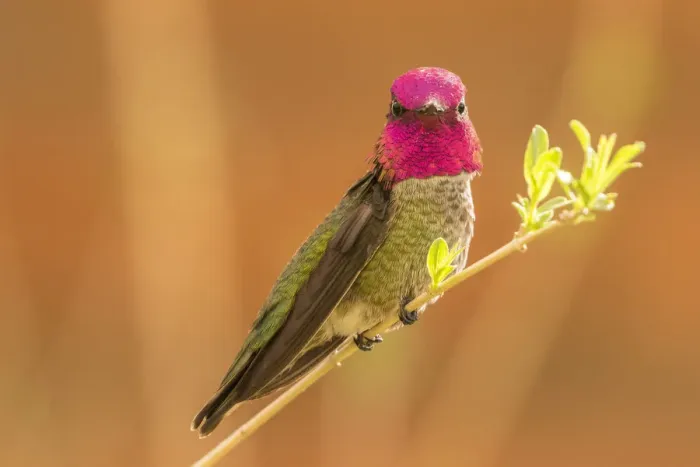 Framed Print : USA, Arizona, Arizona-Sonora Desert Museum. Male Annas hummingbird displaying