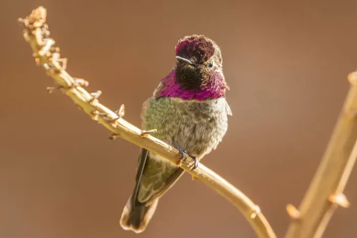 Framed Print : USA, Arizona, Arizona-Sonora Desert Museum. Male Annas hummingbird displaying Framed Print : USA, Arizona, Arizona-Sonora Desert Museum. Male Annas hummingbird displaying