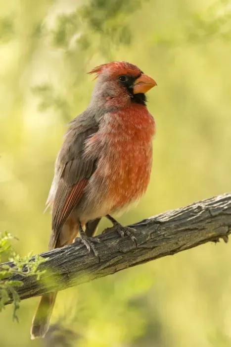 Framed Print : USA, Arizona, Arizona-Sonora Desert Museum. Cardinal-pyrrhuloxia hybrid bird. Credit as