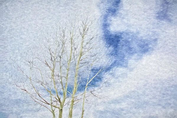 USA, Arizona. Aspen tree abstract in winter