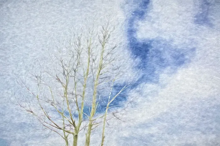 Framed Print : USA, Arizona. Aspen tree abstract in winter