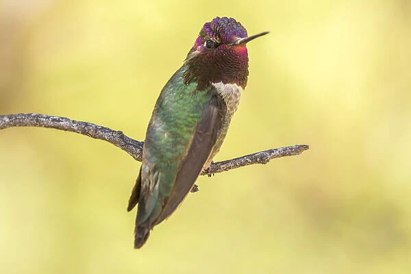 USA, Arizona, Boyce Thompson Arboretum State Park. Male Annas hummingbird displaying on limb