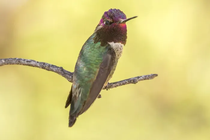 Framed Print : USA, Arizona, Boyce Thompson Arboretum State Park. Male Annas hummingbird displaying on limb Framed Print : USA, Arizona, Boyce Thompson Arboretum State Park. Male Annas hummingbird displaying on limb