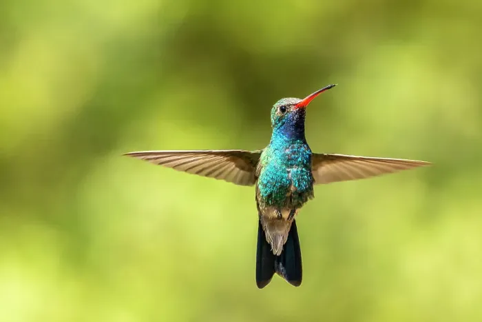 Framed Print : USA, Arizona. Broad-billed hummingbird in flight. ©Cathy & Gordon Illg / Jaynes Gallery / DanitaDelimont.com Framed Print : USA, Arizona. Broad-billed hummingbird in flight. ©Cathy & Gordon Illg / Jaynes Gallery / DanitaDelimont.com