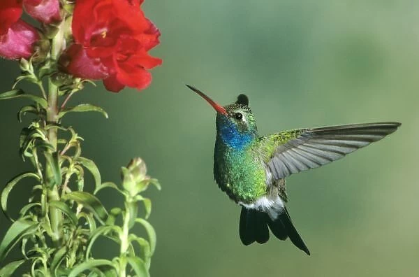 USA, Arizona. Broad-billed hummingbird male hovering by flower