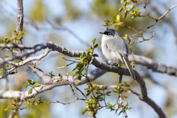 Framed Print : USA, Arizona, Buckeye. Blue-gray gnatcatcher perched on branch Framed Print : USA, Arizona, Buckeye. Blue-gray gnatcatcher perched on branch