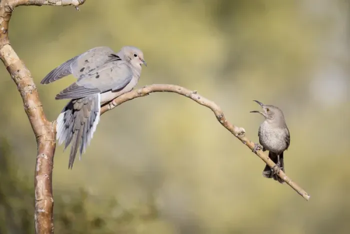 Framed Print : USA, Arizona, Buckeye. Curve-billed thrasher and mourning dove on branch. Credit as Framed Print : USA, Arizona, Buckeye. Curve-billed thrasher and mourning dove on branch. Credit as