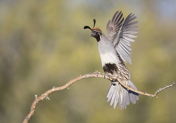 USA, Arizona, Buckeye. Female Gambels quail raises wings on branch. Credit as
