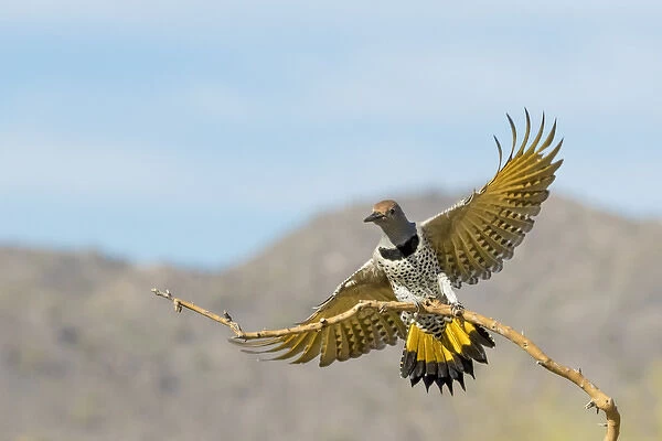USA, Arizona, Buckeye. Female gilded flicker landing on branch