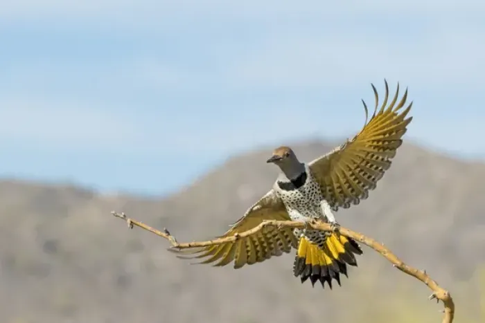 Framed Print : USA, Arizona, Buckeye. Female gilded flicker landing on branch