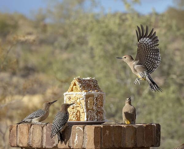 USA, Arizona, Buckeye. Gila woodpeckers and house made with bird seed and suet