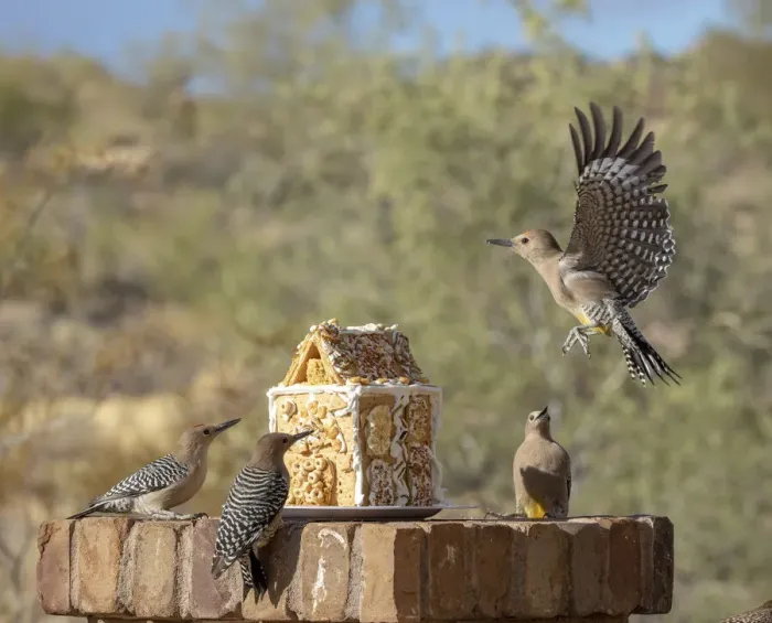 Framed Print : USA, Arizona, Buckeye. Gila woodpeckers and house made with bird seed and suet