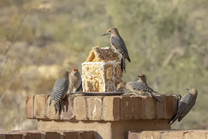 Framed Print : USA, Arizona, Buckeye. Gila woodpeckers and house made with bird seed and suet