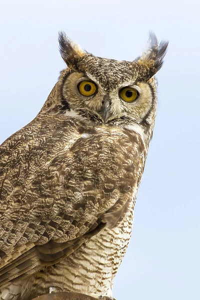 USA, Arizona, Buckeye. Great horned owl perched on house