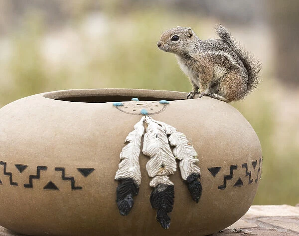 USA, Arizona, Buckeye. Harriss antelope squirrel on pottery