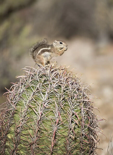 USA, Arizona, Buckeye. Harriss antelope squirrel on barrel cactus. Credit as