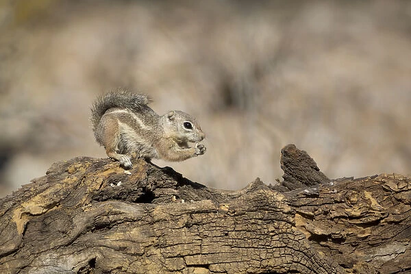 USA, Arizona, Buckeye. Harriss antelope squirrel on log