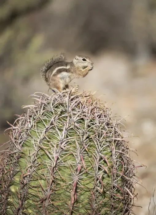 Framed Print : USA, Arizona, Buckeye. Harriss antelope squirrel on barrel cactus. Credit as Framed Print : USA, Arizona, Buckeye. Harriss antelope squirrel on barrel cactus. Credit as