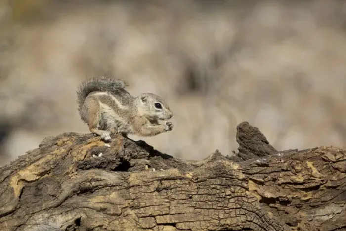 Framed Print : USA, Arizona, Buckeye. Harriss antelope squirrel on log Framed Print : USA, Arizona, Buckeye. Harriss antelope squirrel on log