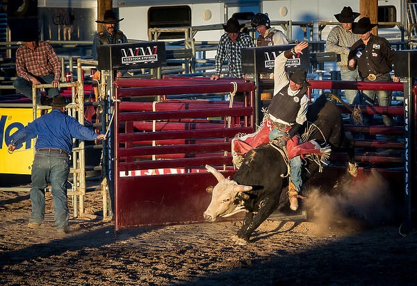 USA, Arizona, Buckeye, Hellzapoppin Arena. Cowboy rides bull at rodeo. Credit as