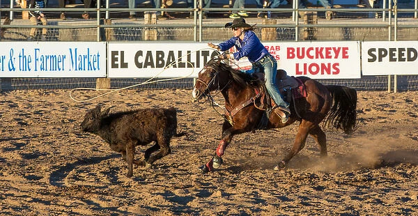 USA, Arizona, Buckeye, Hellzapoppin Arena. Cowgirl roping calf at rodeo. Credit as