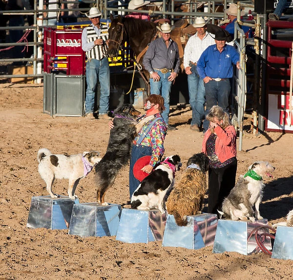 USA, Arizona, Buckeye, Hellzapoppin Arena. Clown and his dogs at rodeo. Credit as