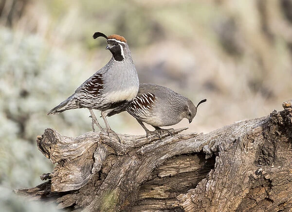 USA, Arizona, Buckeye. Male and female Gambels quail on log