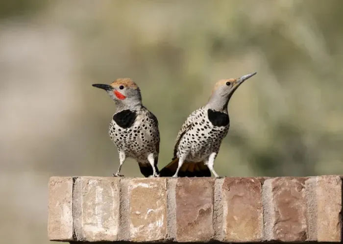 Framed Print : USA, Arizona, Buckeye. Male and female gilded flicker on brick wall Framed Print : USA, Arizona, Buckeye. Male and female gilded flicker on brick wall