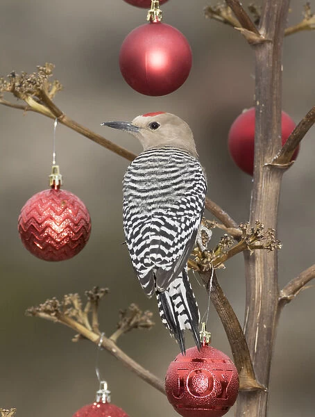 USA, Arizona, Buckeye. Male gila woodpecker on decorated stalk at Christmas time