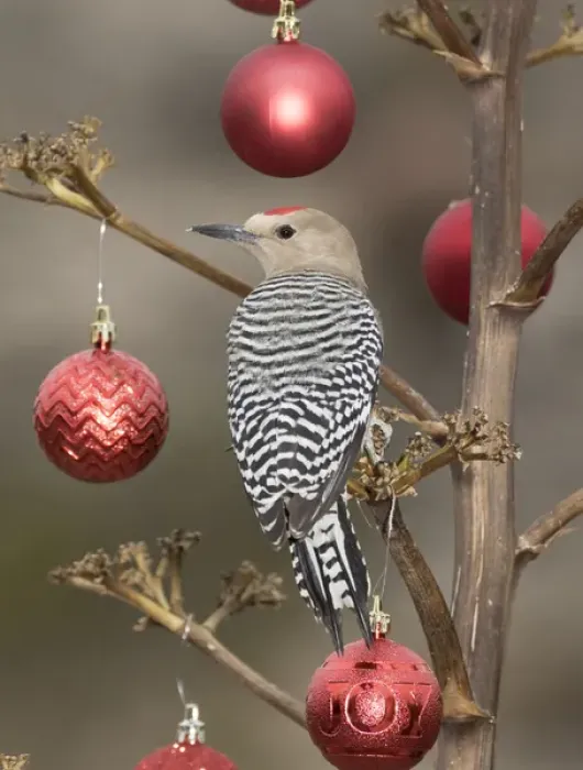Framed Print : USA, Arizona, Buckeye. Male gila woodpecker on decorated stalk at Christmas time