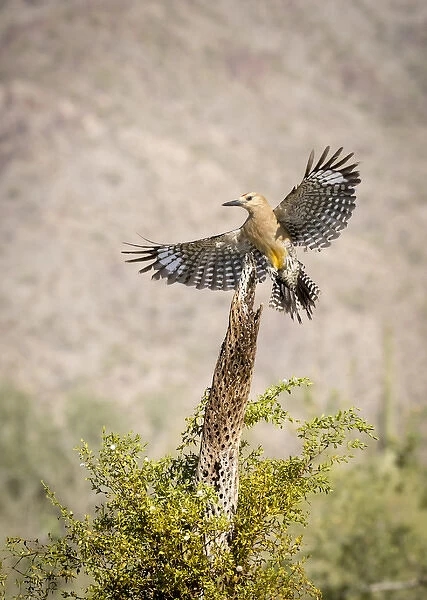 USA, Arizona, Buckeye. Male gila woodpecker lands on cholla skeleton. Credit as