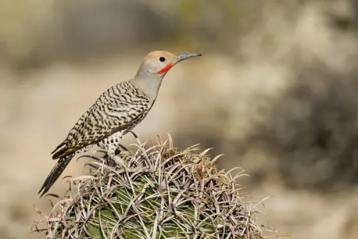 Framed Print : USA, Arizona, Buckeye. Male gilded flicker on barrel cactus