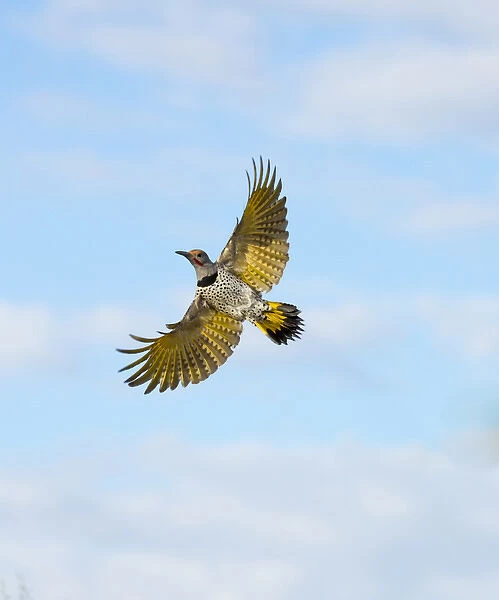 USA, Arizona, Buckeye. Male gilded flicker in flight