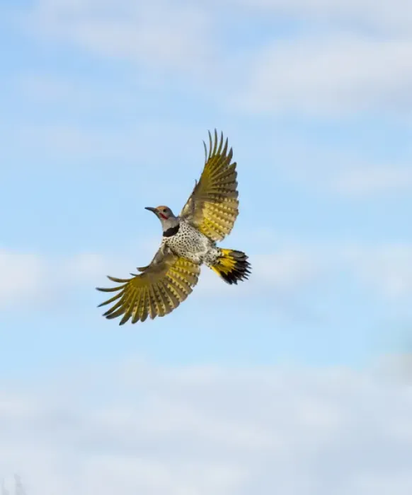 Framed Print : USA, Arizona, Buckeye. Male gilded flicker in flight Framed Print : USA, Arizona, Buckeye. Male gilded flicker in flight