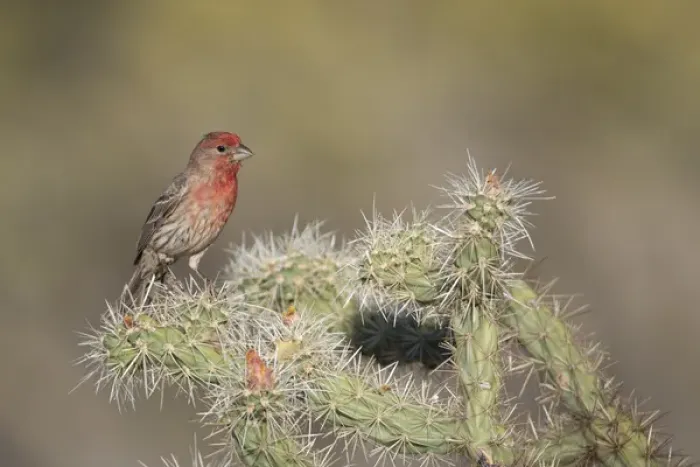 Framed Print : USA, Arizona, Buckeye. Male house finch on pencil cholla cactus Framed Print : USA, Arizona, Buckeye. Male house finch on pencil cholla cactus