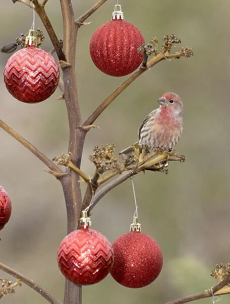 USA, Arizona, Buckeye. Male house finch perched on decorated agave stalk at Christmas time