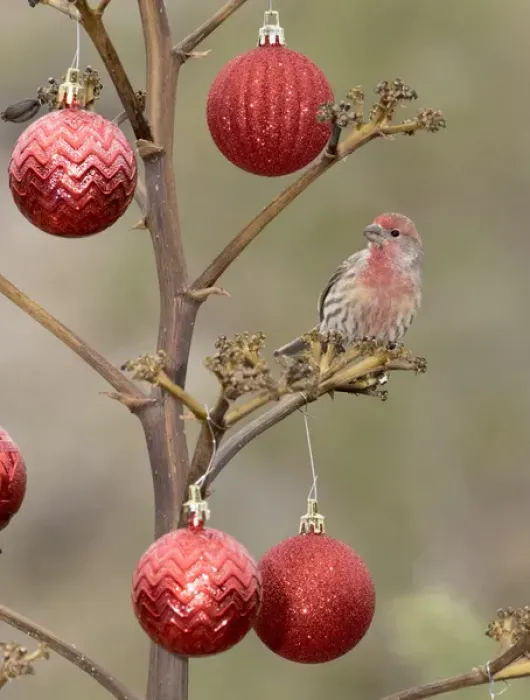 Framed Print : USA, Arizona, Buckeye. Male house finch perched on decorated agave stalk at Christmas time