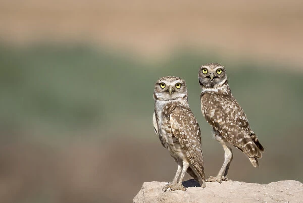 USA, Arizona, Buckeye. A pair of burrowing owls