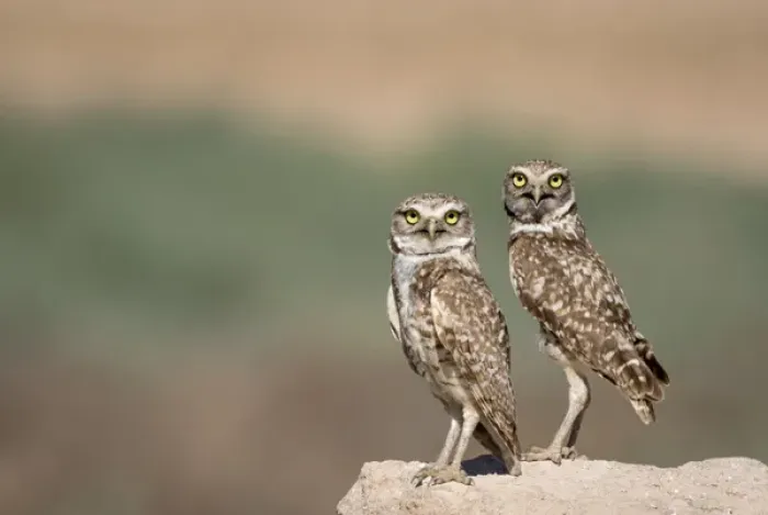 Framed Print : USA, Arizona, Buckeye. A pair of burrowing owls Framed Print : USA, Arizona, Buckeye. A pair of burrowing owls