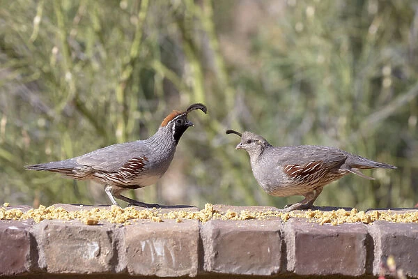 USA, Arizona, Buckeye. Pair of Gambels quail feeding on brick wall