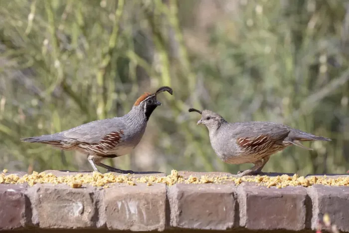Framed Print : USA, Arizona, Buckeye. Pair of Gambels quail feeding on brick wall Framed Print : USA, Arizona, Buckeye. Pair of Gambels quail feeding on brick wall