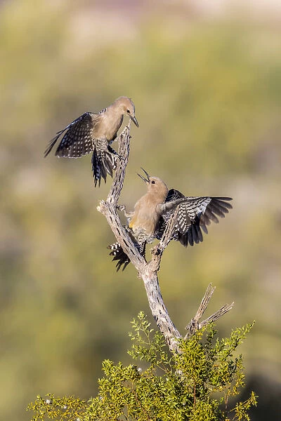 USA, Arizona, Buckeye. Pair of gila woodpeckers on cholla skeleton