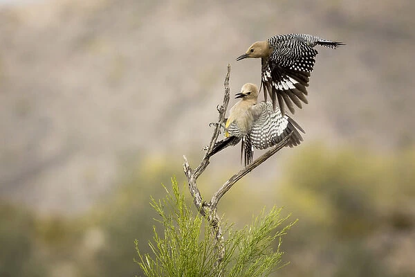 USA, Arizona, Buckeye. Pair of Gila woodpeckers landing on branch