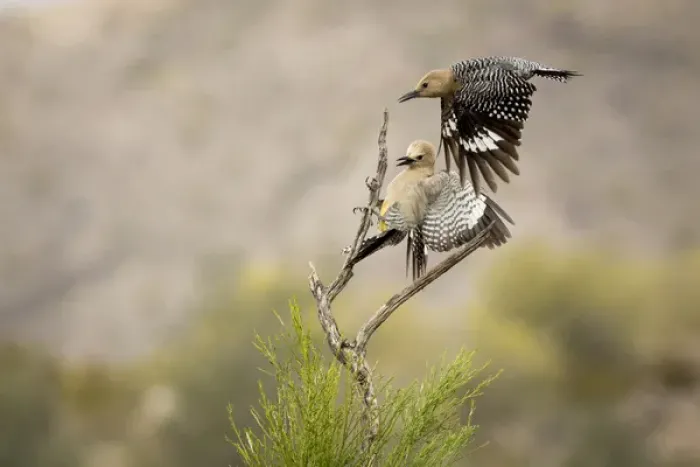Framed Print : USA, Arizona, Buckeye. Pair of Gila woodpeckers landing on branch Framed Print : USA, Arizona, Buckeye. Pair of Gila woodpeckers landing on branch
