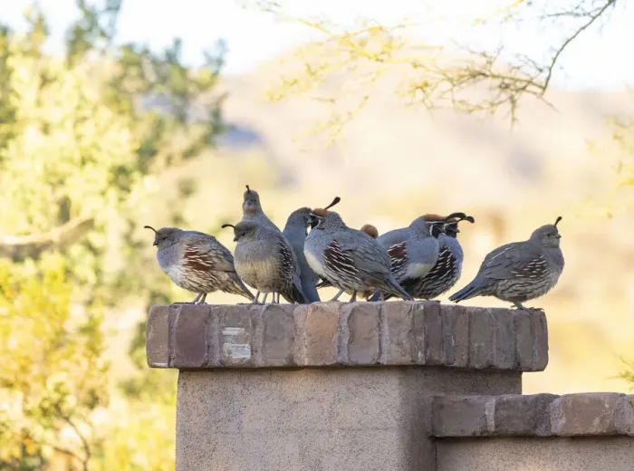 Framed Print : USA, Arizona, Buckeye. Quail family on patio wall Framed Print : USA, Arizona, Buckeye. Quail family on patio wall